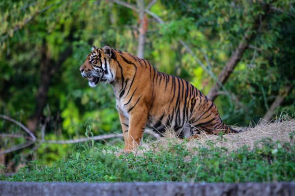 Pilibhit Tiger Reserve Safari Rules Every Tourist Must Know
